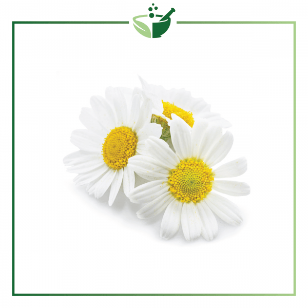 Chamomile Infused Oil